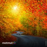 Comment conduire en automne ?