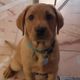 Sherlock LABRADOR