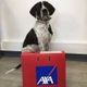 Murphy LA MASCOTTE