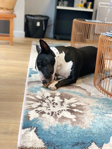 1vlickhLEDs37ZeNOCACLcjRmPlkzFVe7-xcQ0W6IsGfOJcmmClqwcU2eJeBdqd0PWsZPXNl0k2D2vSQyw=s0