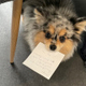 Griotte LA MASCOTTE