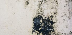 Comment lutter contre les moisissures dans votre logement ?