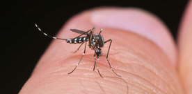 Les moustiques : menace sanitaire et sociale